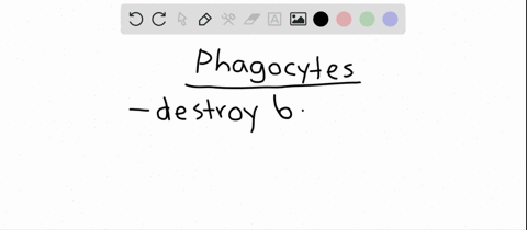 phagocytes-kill-harmful-bacteria-by-a-endocytosis-b-producing-antibodies-c-complement-d-t-cell-stimu