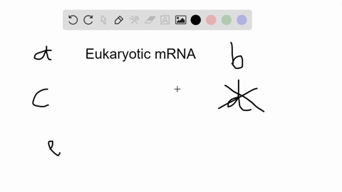 eukaryotic-mrna-a-uses-snrnps-to-cut-out-introns-and-seal-together-translatable-exons-b-uses-a-spl-2