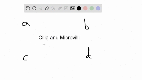 only-_____-cells-have-cilia-or-microvilli-at-their-surface-a-epithelial-b-connective-c-muscle-d-nerv