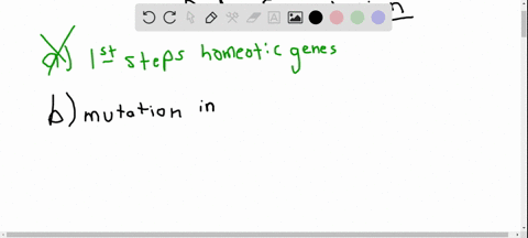 in-the-process-of-body-segmentation-in-drosophila-larvae-a-the-first-steps-are-specified-by-homeotic