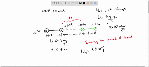 the-two-strands-of-the-dna-molecule-are-held-together-by-hydrogen-bonds-between-base-pairs-sec-161-w