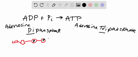 the-synthesis-of-atp-from-adp-and-p-a-stores-energy-in-a-form-that-can-drive-cellular-work-b-involve