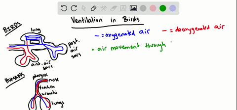 why-is-ventilation-in-birds-considered-much-more-efficient-than-the-respiratory-system-of-humans-and