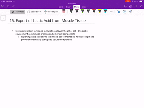 why-is-it-in-the-muscles-best-interest-to-export-lactic-acid-into-the-blood-during-intense-exercise