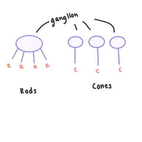 cones-are-the-eyes-receptor-cells-that-are-especially-sensitive-to-___________-light-and-are-respons