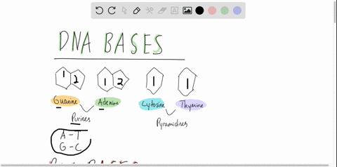 rna-differs-from-dna-in-that-the-base-______-is-substituted-for-____-a-adenine-uracil-b-uracil-thymi