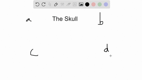 all-of-the-following-bones-form-the-skull-except-the-a-hyoid-bone-c-maxilla-b-mandible-d-zygomatic-b