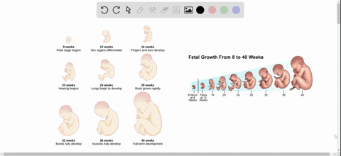 describe-the-major-developments-during-each-trimester-of-human-gestation