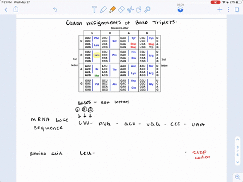 what-amino-acid-sequence-is-coded-by-the-following-mrna-base-sequence-cuu-aug-gcu-ugg-ccc-uaa