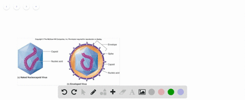 what-is-another-name-for-a-nonenveloped-virus-a-enveloped-virus-b-provirus-c-naked-virus-d-latent-vi