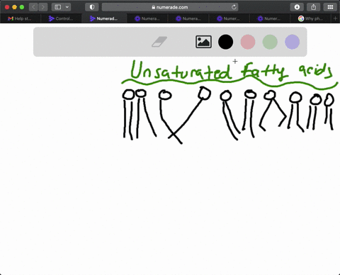 how-do-the-unsaturated-fatty-acids-in-the-phospholipids-affect-the-structure-of-cell-membranes