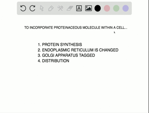 which-of-the-following-sequences-correctly-lists-in-order-the-steps-involved-in-the-incorporation-2
