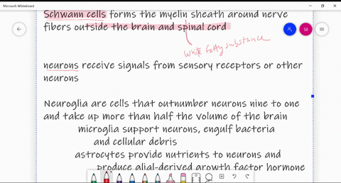 which-of-the-following-forms-the-myelin-sheath-around-nerve-fibers-outside-the-brain-and-spinal-cord