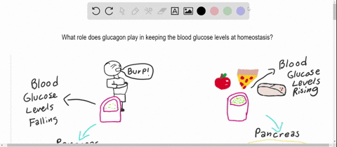 proper-blood-glucose-levels-are-necessary-to-maintain-cellular-function-because-glucose-is-fuel-for-