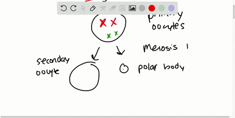 how-many-viable-cells-are-produced-by-oogenesis-a-four-b-three-c-one-d-two