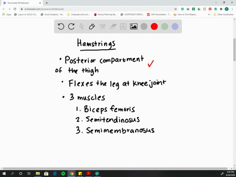 which-muscles-form-the-hamstrings-how-do-they-function-together