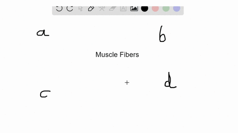 the-contractile-portion-of-a-skeletal-muscle-fiber-is-the-a-myofibril-b-thin-filament-c-thick-filame