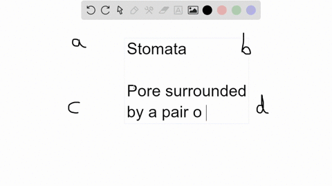 one-function-of-stomata-is-to-a-allow-carbon-dioxide-absorption-b-repel-insects-and-other-herbivores