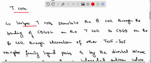 how-are-antigen-presenting-cells-and-helper-t-cells-involved-in-b-cell-activation