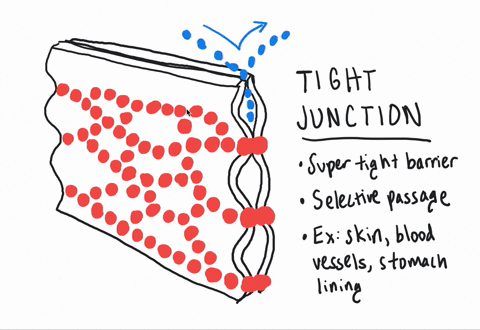 what-characteristics-do-tight-junctions-bestow-on-tissues-that-use-these-adhesions-to-connect-adjace