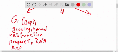 interphase-is-the-stage-when-__________-a-a-cell-ceases-to-function-b-a-germ-cell-forms-its-spindle-