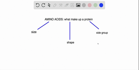 the-amino-acids-present-in-proteins-differ-in-which-of-the-following-a-size-b-shape-c-side-groups-d-