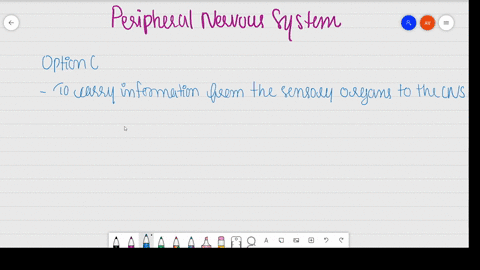 to-walk-across-a-street-a-person-would-rely-most-directly-on-which-division-of-the-nervous-system-a-