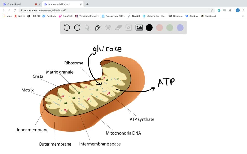 SOLVED:Which of the following are features of mitochondria? (a ...