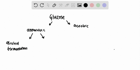 which-pathways-are-involved-in-the-anaerobic-metabolism-of-glucose-which-pathways-are-involved-in--2