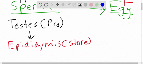 write-a-paragraph-describing-the-path-of-sperm-to-egg-starting-with-sperm-in-the-epididymis-hint-see