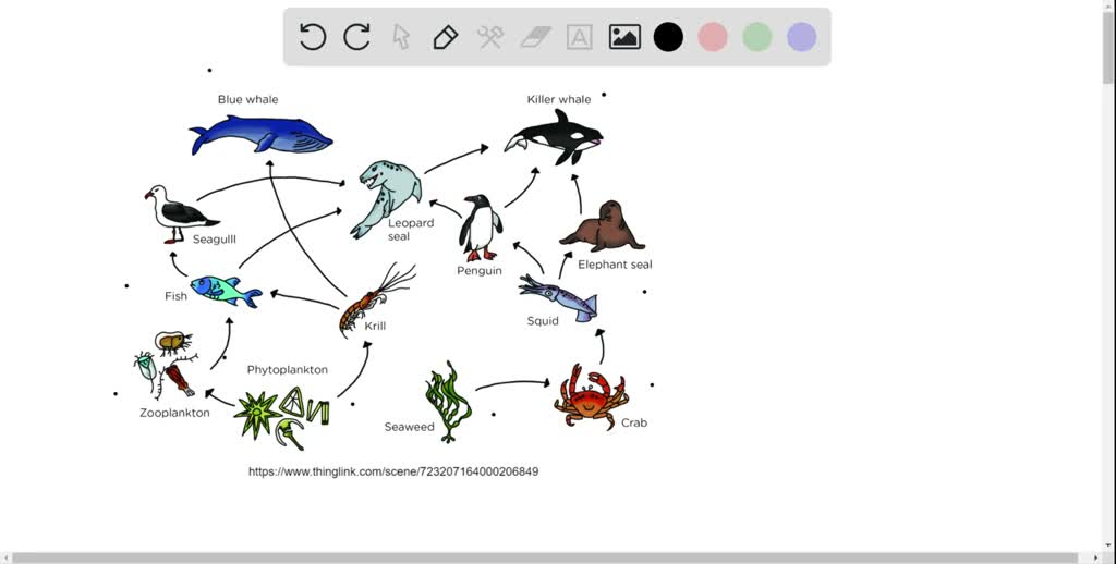 solved-the-primary-producers-in-an-ocean-grazing-food-web-are-usually