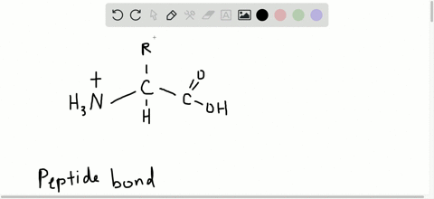 describe-the-structure-of-an-amino-acid-then-explain-how-amino-acids-become-linked-together-to-form-