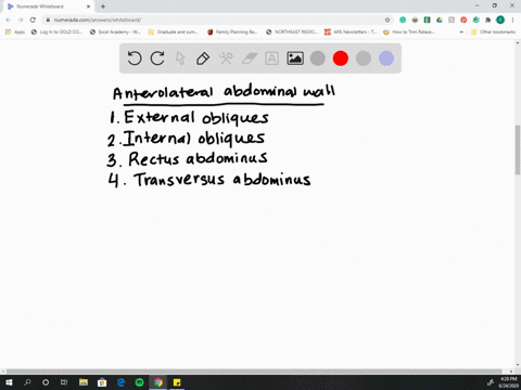 which-of-the-following-abdominal-muscles-is-not-a-part-of-the-anterior-abdominal-wall-a-quadratus-lu
