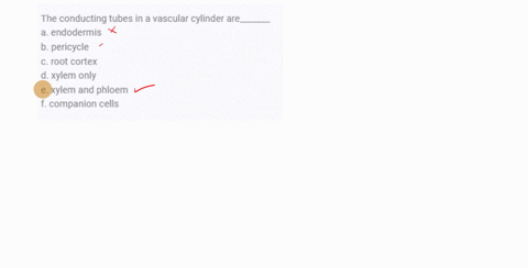 the-conducting-tubes-in-a-vascular-cylinder-are_______-a-endodermis-b-pericycle-c-root-cortex-d-xyle