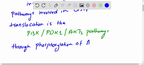 an-insulin-receptor-substrate-irs-contains-a-so-called-plekstrin-homology-ph-domain-that-binds-to-th