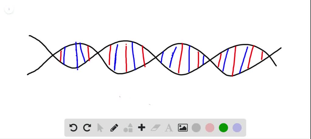 solved-explain-the-role-of-complementary-base-pairing-in-the-functions