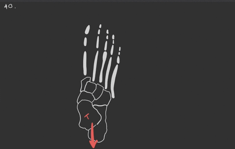 the-talus-bone-of-the-foot-receives-the-weight-of-the-body-from-the-tibia-the-talus-bone-then-distri