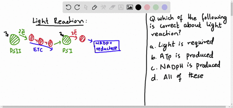 which-of-the-following-is-correct-about-light-reaction-a-light-is-required-b-atp-is-produced-during-