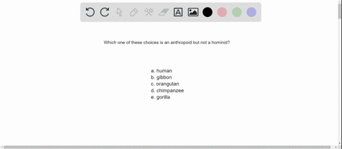 which-of-the-following-is-an-anthropoid-but-not-a-hominid-a-human-b-gibbon-c-orangutan-d-chimpanzee-