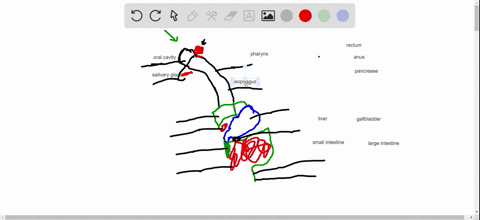 label-the-parts-of-the-human-digestive-system-below-and-indicate-the-functions-of-these-organs-and-2