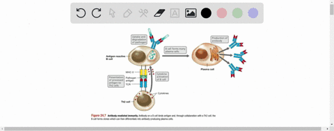 antibody-mediated-responses-work-best-against-a-pathogens-inside-cells-b-pathogens-outside-cells-c-t