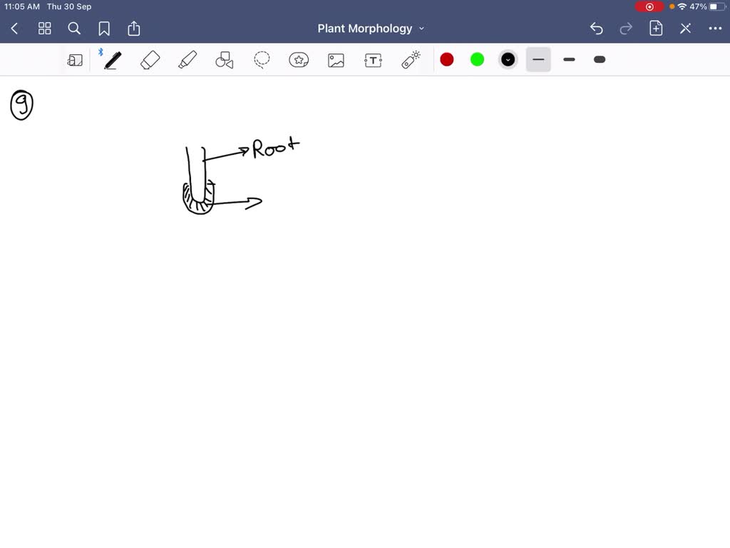 SOLVEDRoot is covered at the apex by a thimblelike structure called