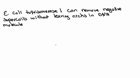 why-arent-type-i-topoisomerases-necessary-in-e-coli-dna-replication