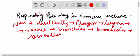 which-is-the-correct-sequence-of-the-air-passage-in-man-a-nasal-cavity-rightarrow-pharyn-mathrmx-rig