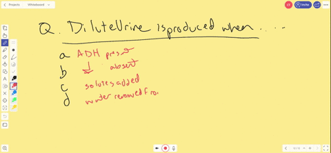 dilute-urine-is-produced-when-_____-a-mathrmadh-is-present-b-adh-is-absent-c-solutes-are-added-to-th