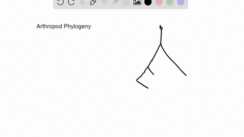 use-the-diagram-below-figure-cant-copy-open-ended-based-on-this-interpretation-of-the-phylogeny-of-a