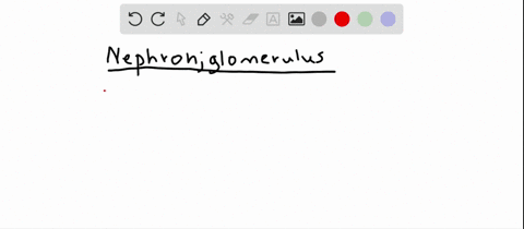 the-majority-of-the-nephron-including-the-glomerulus-is-located-in-what-region-of-the-kidney-a-adr-2