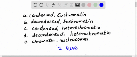 inactive-genes-tend-to-be-found-in-a-highly-condensed-chromatin-known-as-euchromatin-b-decondensed-5
