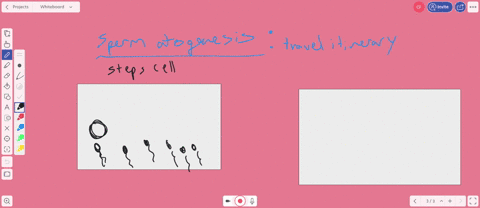 during-spermatogenesis-in-mammals-sperm-travels-from-the-a-sertoli-cells-past-the-epididymis-and-u-2