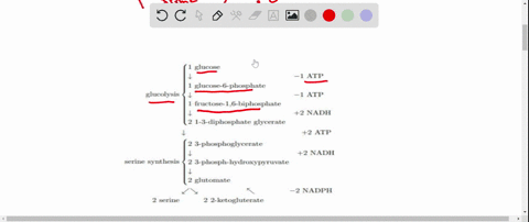 in-this-problem-you-will-determine-the-biosynthetic-cost-of-generating-the-amino-acid-serine-from-gl